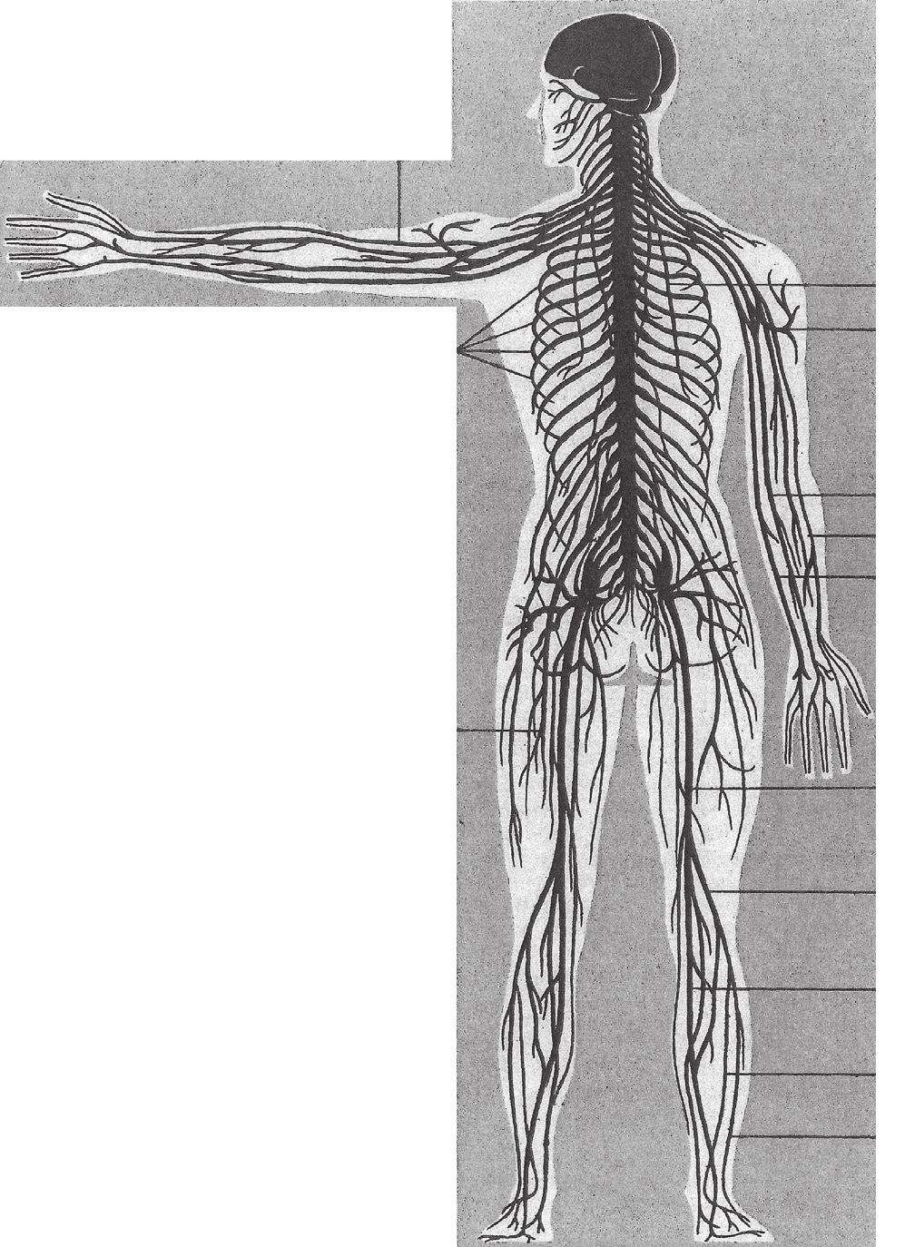 106 MILAN NAKONEČNÝ / OBECNÁ PSYCHOLOGIE Základní dělení soustavy nervového systému: nervový systém periferní centrální autonomní kontroluje činnost vnitřních orgánů kosterní kontroluje pohyby