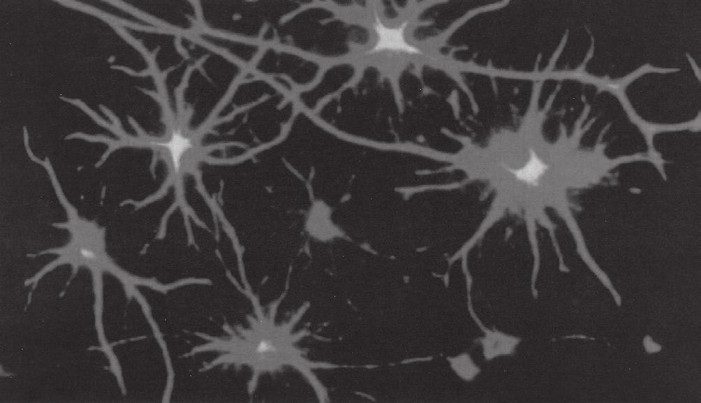 108 MILAN NAKONEČNÝ / OBECNÁ PSYCHOLOGIE Obraz neuronu. dopamin dopaminový receptor Schéma stavby synapse (F. Koukolík, 2005, s. 30).