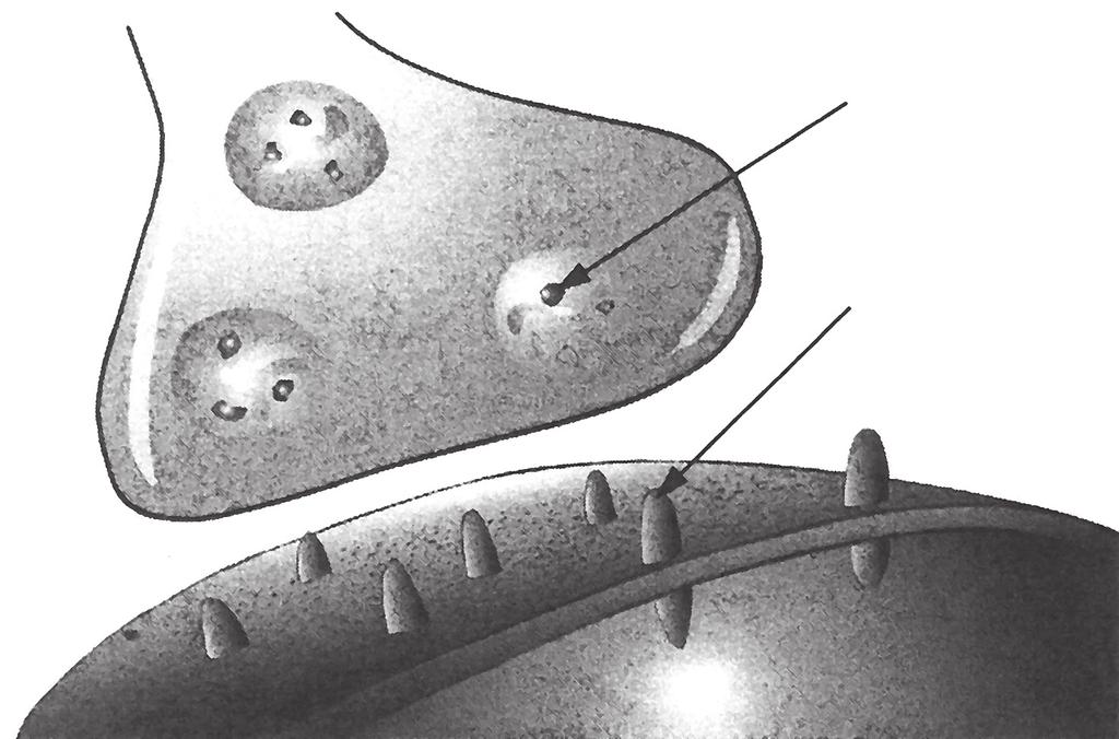 Rozhodujícím činitelem aktivity různých oblastí mozku jsou tyto neurotransmitery (nervové přenašeče), kterých je celá řada, například tzv.