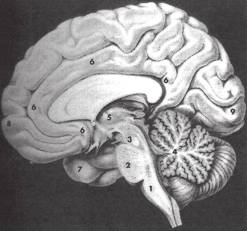 110 MILAN NAKONEČNÝ / OBECNÁ PSYCHOLOGIE Vegetativní (respektive viscerální) reakce jsou řízeny z hypothalamu, části mozku, která se nachází pod mozkovou kůrou (podkorová část mozku), a jsou