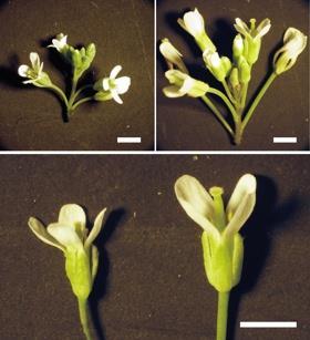 Využití derivátů cytokininů = deriváty BAP testy na lidských fibroblastech prokázaly antiaging efekty (Pyratene 6 = krém proti stárnutí kůže) INCYDE = inhibitor CKX/DH struktura odvozená od BAP = po