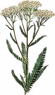 Achillea millefolium Řebříček obecný Rebríček obyčajný Původ a výskyt: Vytrvalá bylina, vysoká 20 90 cm, roste v Evropě, severní Asii a v Severní Americe.