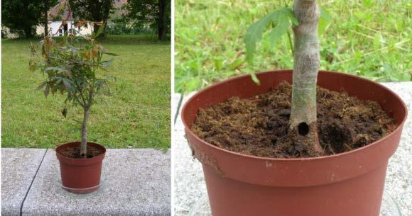 Kozlíček Anoplophora chinensis listnaté dřeviny (ovocné, hl.