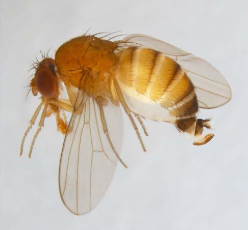 octomilka japonská (Drosophila suzukii)