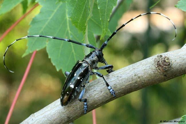 Kozlíček Anoplophora glabripennis škůdce listnáčů čeleď: tesaříkovití vývoj ve vyšších partiích kmene a větve původ: Asie USA opakovaně zavlékán do EU přenos dřevěnými obaly z Číny ohniska výskytu