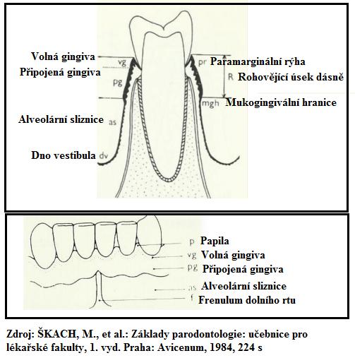 Gingiva je převážně tvořená kolagenními vlákny, která podle průběhu dělíme do šesti skupin: dentogingivální, dentoalveolární, alveologingivální, intrapapilární, transseptální a cirkulární [29]. Obr.