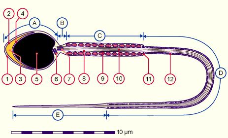 Obr. 1 Morfologie spermie 1 cytoplazmatická membrána A hlavička 2 vnější akrozomální membrána B krček 3 akrozom C střední část 4 vnitřní akrozomální membrána D hlavní část bičíku 5 jádro E koncová