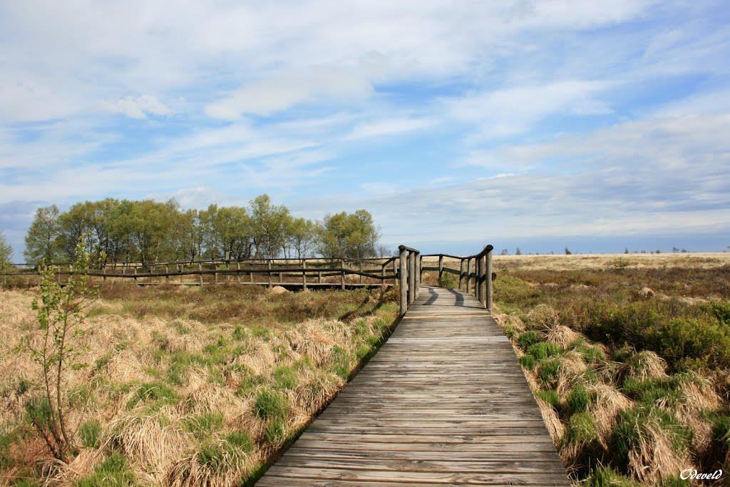 Národní park Hautes Fagnes se rozkládá na východě Belgie. Jeho název by se dal doslova přeložit jako Vysoké bažiny.