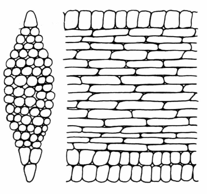 I. homogenní =