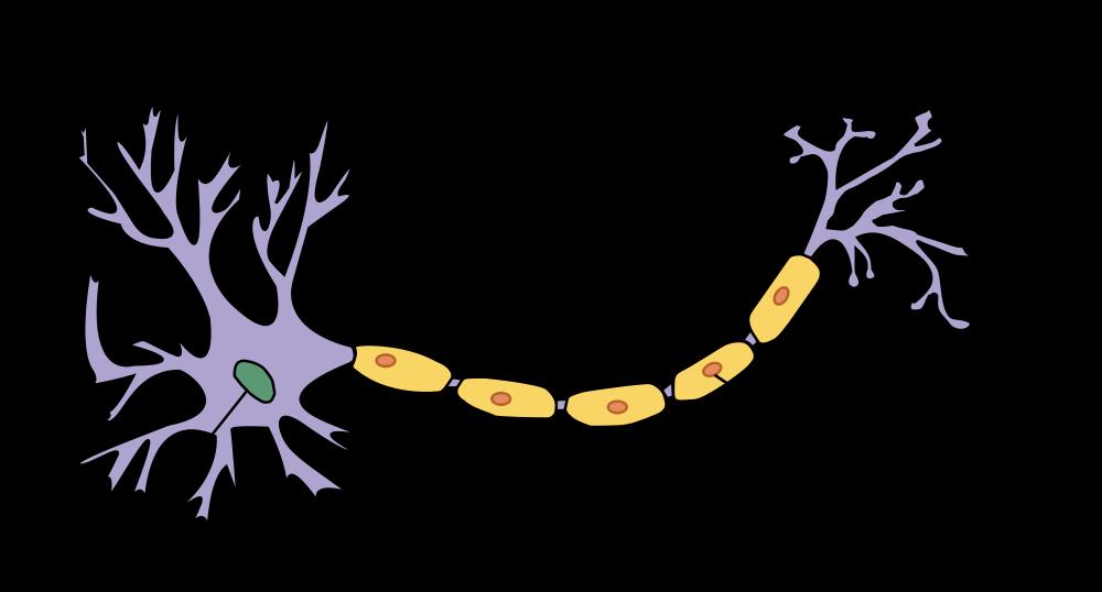 2.2. Záznam EEG Obrázek. Stavba neuronu [3] během synaptických excitací dendritů pyramidových neuronů v mozkové kůře.