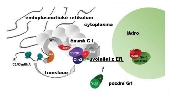 Prozatím bylo objasněno, jakým způsobem protein Whi3p přispívá k udržení komplexu Cln3p-Cdk28p v cytoplasmě.