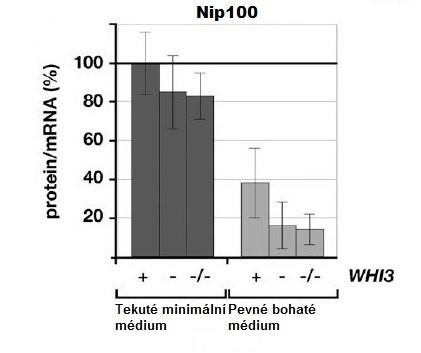 2.3.2 Whi3p pozitivně reguluje expresi NIP100 Protein Nip100p je jedním ze strukturních proteinů dynaktinu (kapitola 3.2.2), jehož absence vede ke vzniku diploidních a aneuploidních buněk v důsledku špatné orientace dělícího vřeténka (Kahana et al.