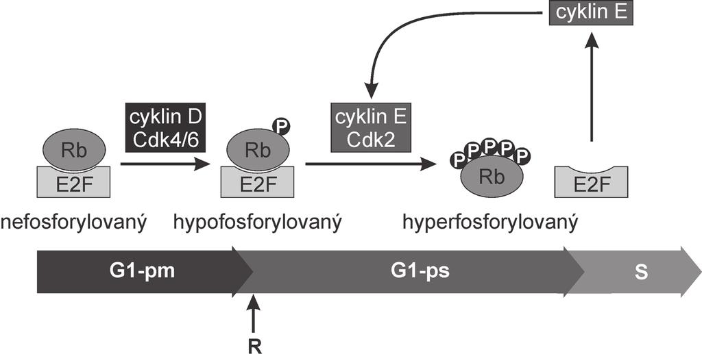Modely mapující funkci cyklinů D v různých fázích hematopoézy Myši deficientní pouze pro jeden z cyklinů D, konkrétně D1, jsou menší, s častějším projevem retinopatie, nicméně hematopoéza je u nich