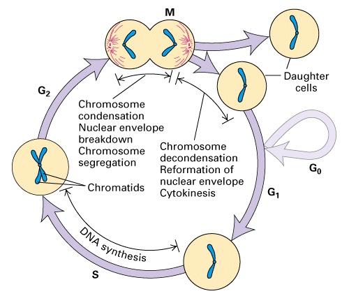 BUŇEČNÝ CYKLUS A JEHO KONTROLA MITOSA - fáze: Profáze - kondensace chromosomů - 30 nm chromatine fibres vázané na matrix Rozpad Metafáze - párové ( sesterské ) chromatidy - vázané centromerou,