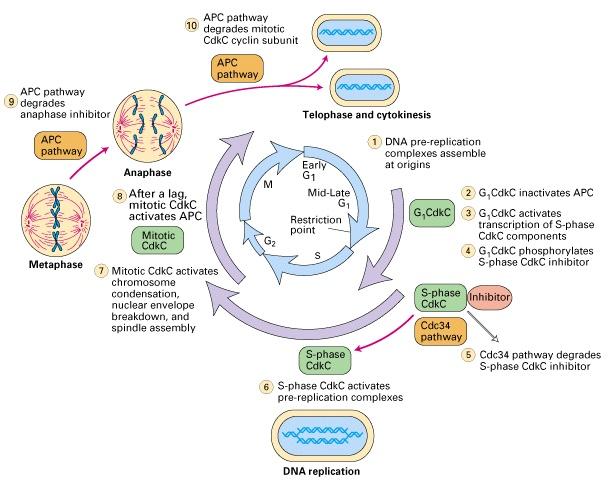 REGULACE BUNĚČNÉHO CYKLU Heterodimerní protein kinasy: regulační podjednotky CYKLINY oscilují v rámci buněčného cyklu katalytické podjednotky Cdk = Cycline dependent kinase, kinázová aktivita pouze