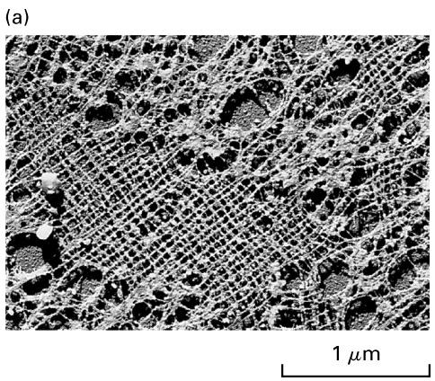 MOLEKULÁRNÍ MECHANISMY REGULUJÍCÍ PRUCHOD MITOSOU fosforylace jaderných laminů pomocí MPF rozpad jaderného obalu