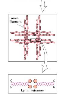 rozpad laminy lamin A a C - volně, lamin B - zůstává asociován s vnitřní jadernou membránou - rozpad jaderného obalu