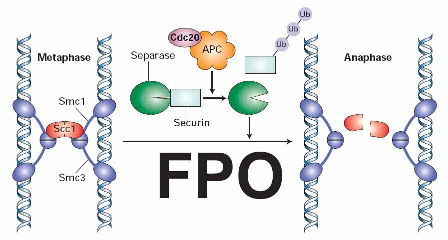 Anaphase promoting complex APC kontroluje vazbu a uvolnění chromatid Sesterské chromatidy spojeny komplexem kohesinu - funkce regulována proteinem