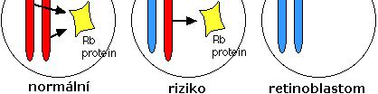 Typy DNA mutací a jejich důsledky chromozomové aberace delece = zánik funkce proteinu (např. supresoru) duplikace = zdvojení dávky (např.