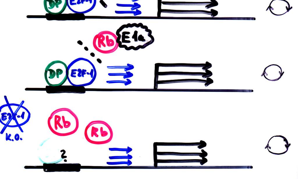 cdk-cyklin inaktivuje Rb Onkogenní proteiny DNA virů