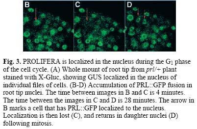 Gen PROLIFERA 12 Arabidopsis, produktem Mcm7, mutace