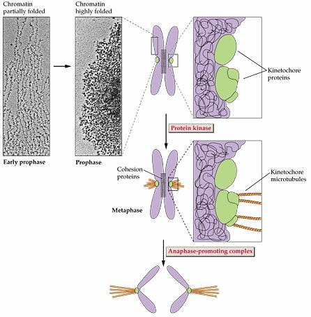 Iniciace mitózy 17 iniciace mitózy v S fázi úplná kondenzace chromozomu v profázi kinetochory proteinové komplexy vázané na centromery, vazebná místa pro