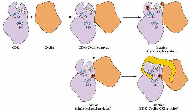 18 Kontrola BC změnami aktivity CDKs (cyclin-dependent kinases)