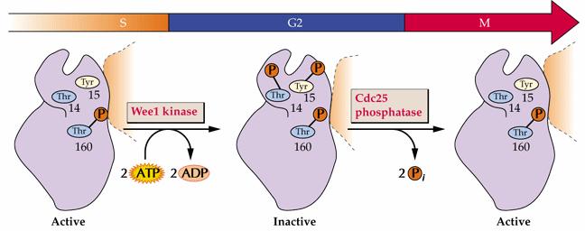 21 Kontrola CDK aktivity kinázy, fosfatázy, specifické inhibitory