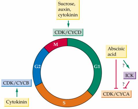 Arabidopsis 28 regulace BC