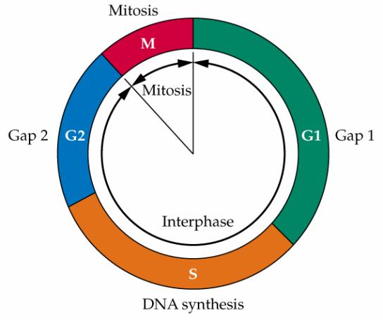 velmi striktní iniciace DNA syntézy inhibována v G2, M a G1 Kontrola