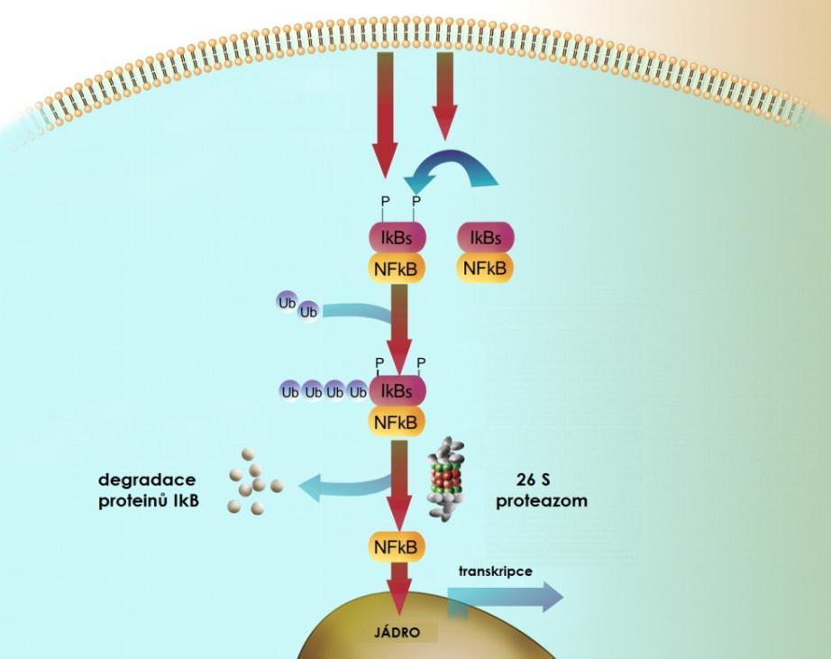 Proteiny NF-κB se vyskytují v cytoplazmě všech eukaryotických buněk v neaktivním komplexu s inhibičními proteiny IκB (Baeuerle a Baltimore, 1996).
