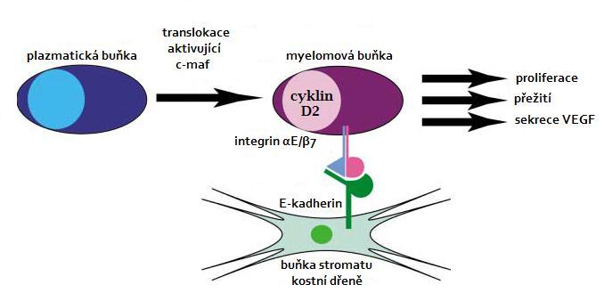 6.4.1.2 Translokace t(14;16)(q32;q23) a t(14;20)(q32;q11) Translokace t(14;16)(q32;q23) aktivuje proto-onkogen c-maf, transkripční faktor leucinového zipu (Chesi et al.