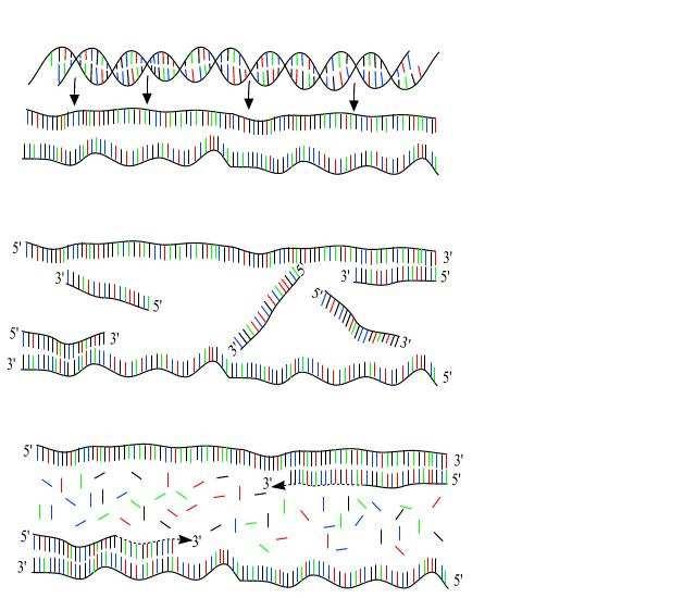 Obr. č. 3 Polymerázová řetězová reakce 1. Krok Denaturace 2. Krok Připojení primerů 3. Krok Syntéza nové DNA (upraveno podle zdroje: http://users.ugent.