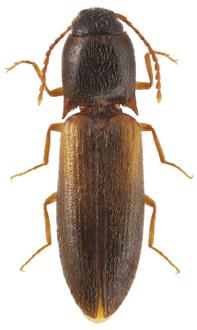 Cvizepce Obr. 3.