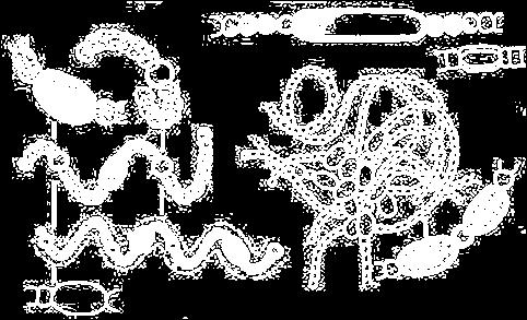 (Cyanophyceae)