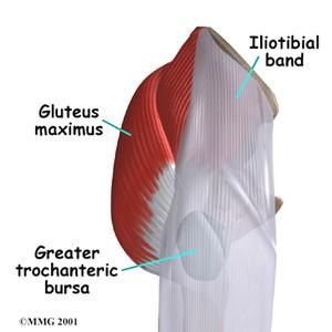 fascia iliotibialis glutaeus