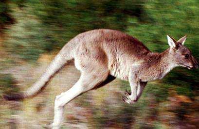 dolžin. Ker kenguru skoči 10 m v dolžino, meri pa 2 m, skoči le za petkratno dolžino.