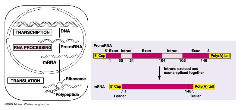 Regulace aktivity RNAP II Defosforylovaná forma asociace