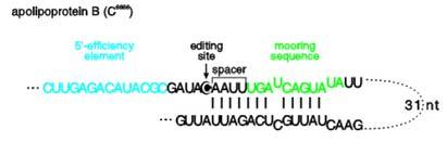 Kotranskripční editace Specifická inserce G do mrna pro P protein kódovaný RNA genomem paramyxovirů 1-6 vložených G -> vznik alternativních ORF Analogicky: inserce A do mrna pro glykoprotein Ebola