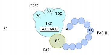 Polyadenylační signál Kvasinky DSE downstream element CstF Cleavage stimulation factor 77, 64, 50 Štěpení Vazba k downstream elementu Interakce s CPSF Výběr alternativních poly(a) míst UAUAUA