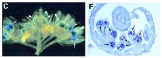 Polyadenylační faktory u rostlin??? CPSF-like CstF-like PAP více PABP genů Počet PABP genů: 1: S.cerevisiae, D.melanogaster 2: C.elegans, X.