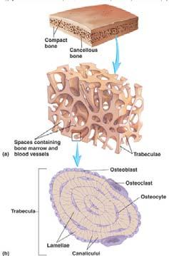 lamelární kostní tkáň na