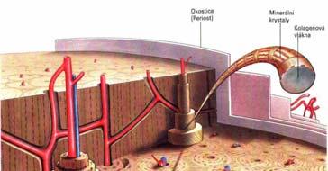 kostní tkáň Složená z