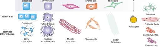 retikulární (kolagen III) Glykoproteiny (osteokalcin, fibrinektin, chondronektin), glykosaminoglykany (hyaluronová kyselina, chondroitinsulfát) Buňky kostní tkáně Mezenchymální kmenové buňky