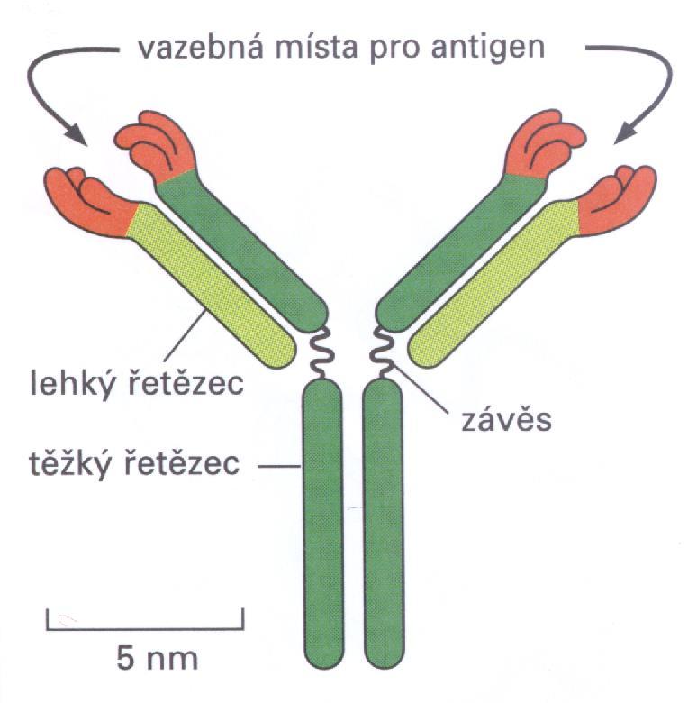 Vazebné místo pro antigen Oblasti CDR vytvářejí v terciální struktuře domén V kličky blízko sebe na