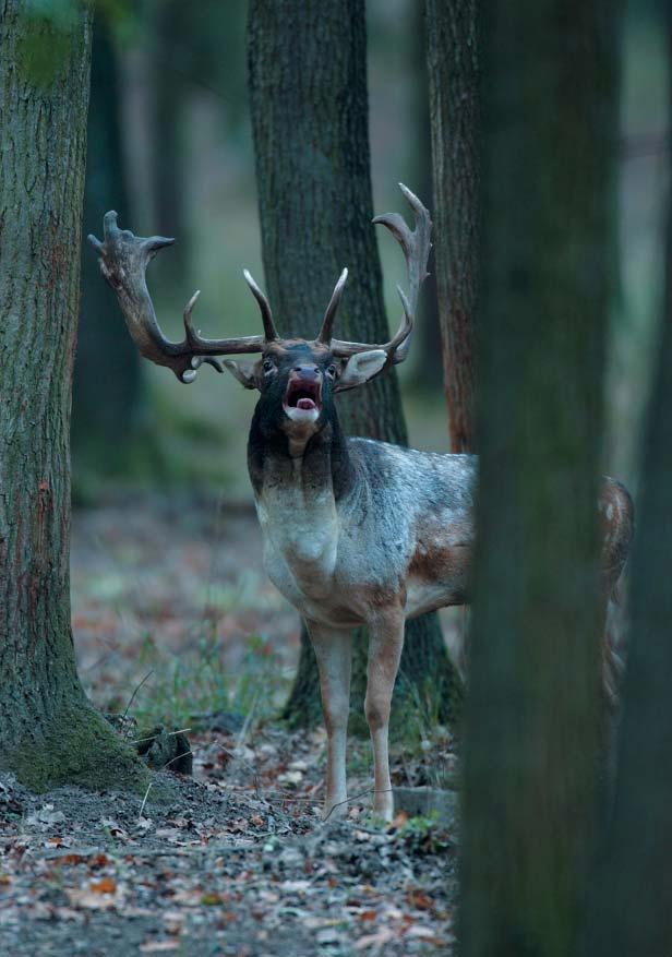 Red Deer Zoznamovacie služby