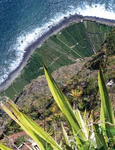 den Fakultativně celodenní výlet lodí na ostrov PORTO SANTO jeden z posledních turisty neobjevených koutů Evropy. Okružní jízda po ostrově (dům K.