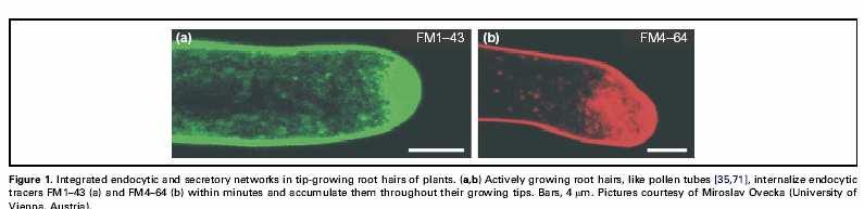 Markery endocytózy FM styrylové sloučeniny/barvičky fluoreskují po zapojení do