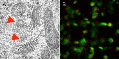 Interakce GTPázy lipidy základní regulační smyčka endomembránového systému Lokální specifické domény membránových fosfolipidů jsou klíčovou součástí udržování identity nejen celých organel, ale také