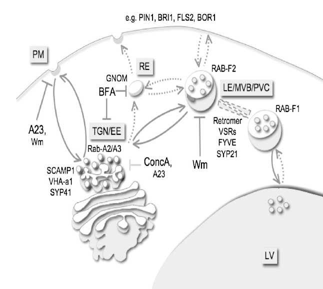 Endosomy,